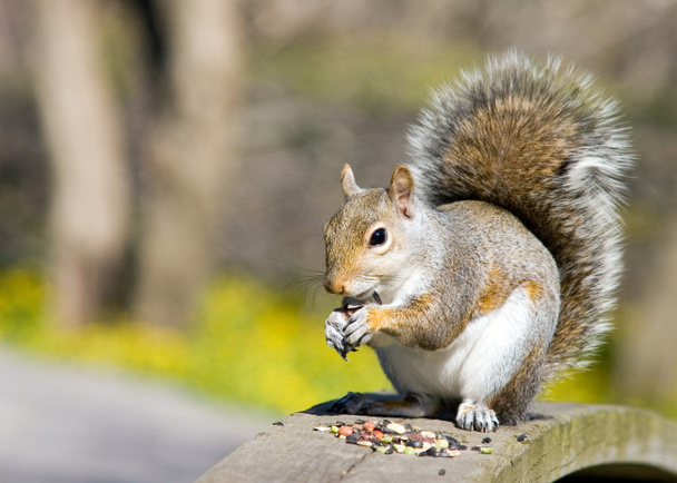 Gray Squirrel - Photo, Image