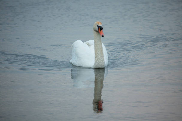 Cisne mudo (Cygnus olor) no lago
 - Foto, Imagem