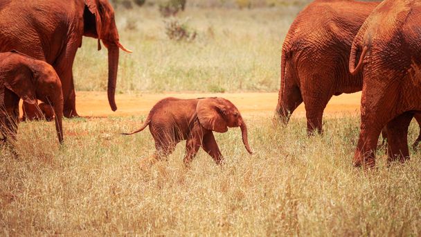 Bebê africano savana elefante (Loxodonta africana) entre mais adultos, todos eles cobertos com poeira vermelha. Parque nacional do leste de Tsavo, Quênia
 - Foto, Imagem