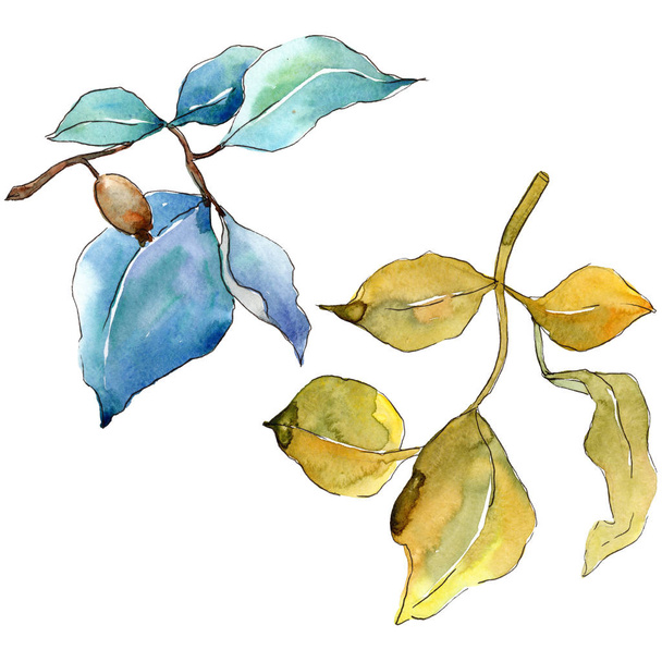 Elaeagnus leaves in a watercolor style isolated. Aquarelle leaf for background, texture, wrapper pattern, frame or border. - Photo, Image