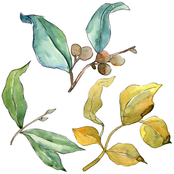 Elaeagnus leaves in a watercolor style isolated. Aquarelle leaf for background, texture, wrapper pattern, frame or border. - Фото, изображение
