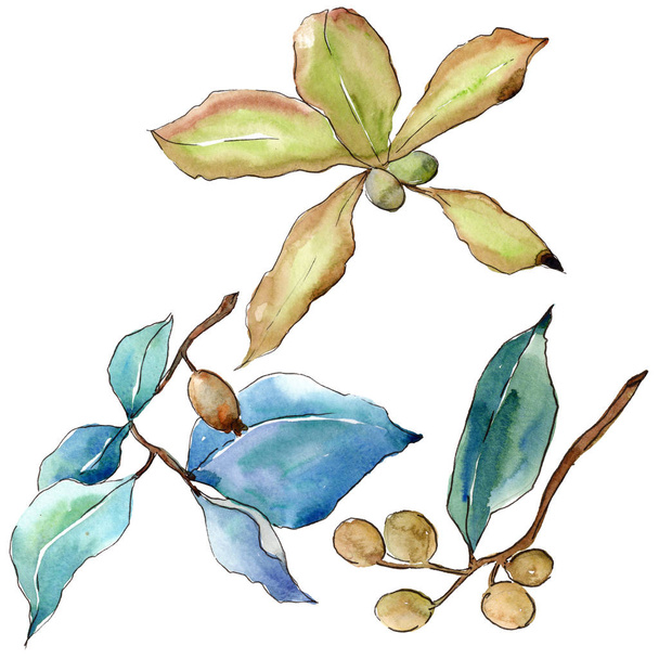 Elaeagnus leaves in a watercolor style isolated. Aquarelle leaf for background, texture, wrapper pattern, frame or border. - Photo, Image