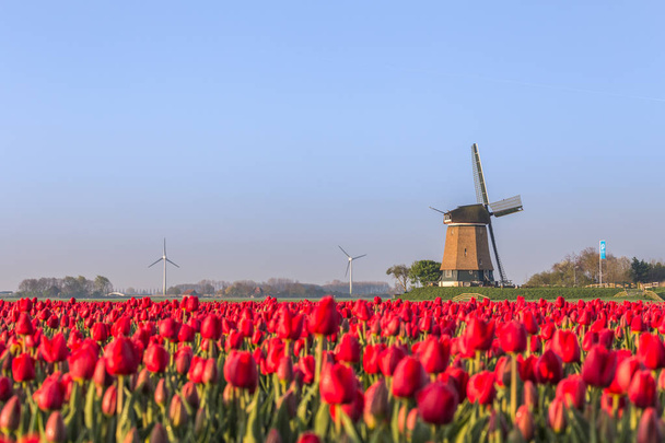 Alan kırmızı lale ve yel değirmeni arka planda. Koggenland, Kuzey Hollanda Eyaleti, Hollanda. - Fotoğraf, Görsel