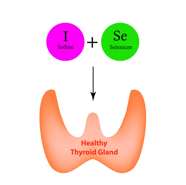 El selenio y el yodo son necesarios para el funcionamiento normal de la glándula tiroides. Infografías. Ilustración vectorial sobre fondo aislado
. - Vector, imagen