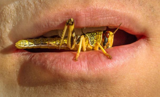 Eating grasshopper insect - Фото, изображение