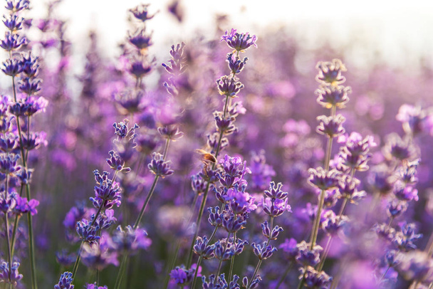Close up of blossoming lavender in a field. - Foto, imagen