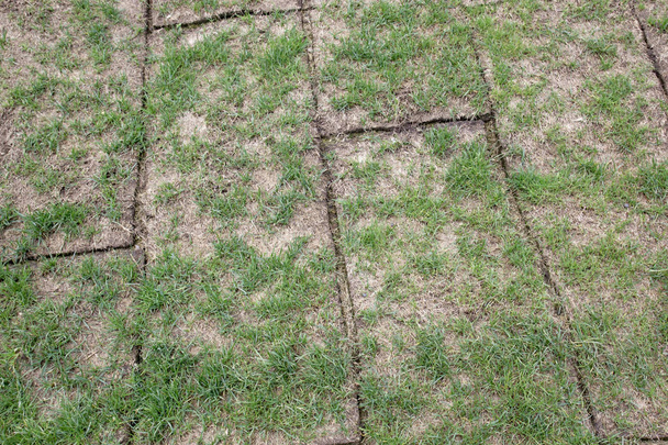Развернутые земельные рулоны с зеленой травой, трава очень плохого качества, редкие и маленькие
 - Фото, изображение