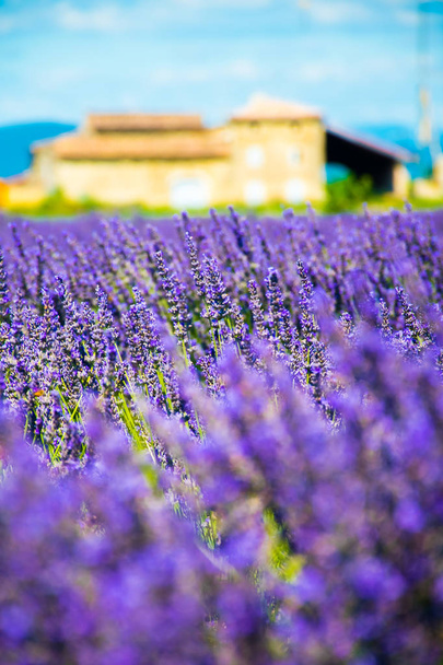 Květy levandule v měkké zaměření s pastelové barvy v Provence, Francie - Fotografie, Obrázek