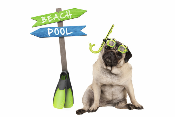 roztomilý inteligentní Mops štěně pes usedl na sobě brýle a šnorchl, vedle cedule s textem bazénu a na pláži, izolované na bílém pozadí - Fotografie, Obrázek