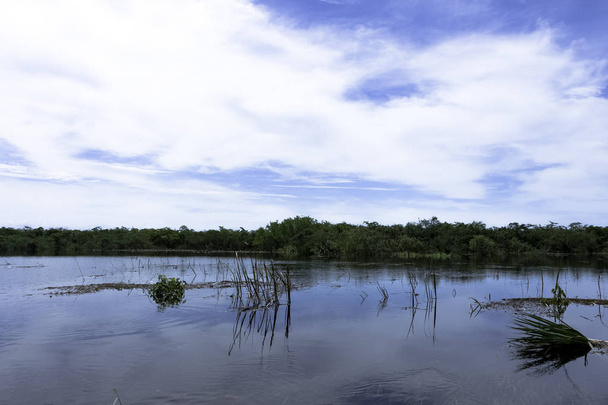 Cuban swamp - Peninsula de Zapata National Park / Zapata Swamp, Cuba - Φωτογραφία, εικόνα