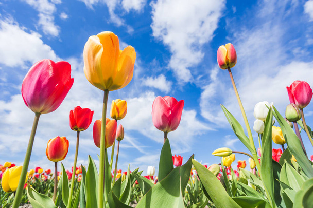 Wielokolorowe tulip pole i w błękitne niebo chmury. Yersekendam, Prowincja Zeeland, Holandia. - Zdjęcie, obraz