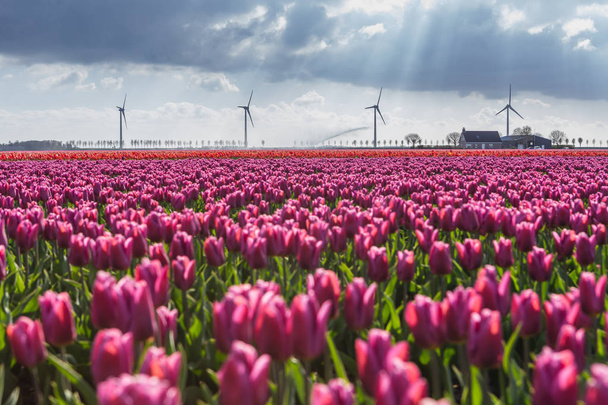 Kolorowe pola tulipanów w rozkwicie ramki turbin wiatrowych na wsi. De Rijp Alkmaar Holandia Północna Europa - Zdjęcie, obraz