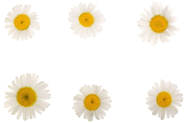 Kamille oder Gänseblümchen isoliert auf weißem Hintergrund mit Kopierraum für Ihren Text. Ansicht von oben. flache Lage - Foto, Bild