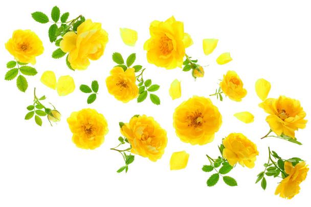 rose jaune sauvage floraison fleur isolée sur un fond blanc avec espace de copie pour votre texte. Vue de dessus. Pose plate
 - Photo, image