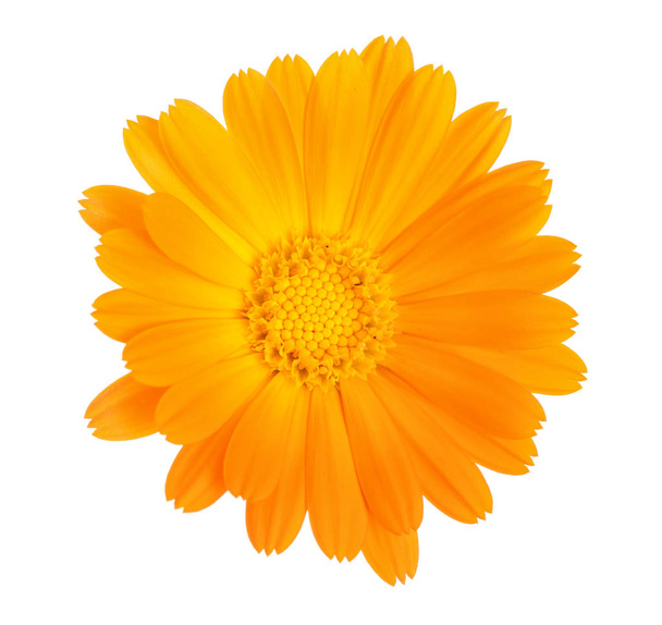 Calendula. Marigold flower isolated on white background - Foto, Bild