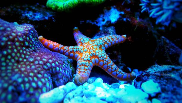 Estrella de mar naranja en tanque de acuario de arrecife con disparo de cerca
 - Foto, imagen