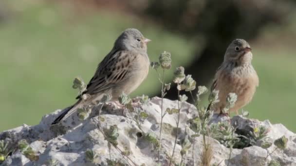 Close shot of Cretzschmar's bunting Birds - Footage, Video