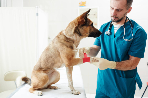 Schäferhund sitzt auf Ärztetisch, während Arzt rote elastische Binde um die Pfote legt - Foto, Bild