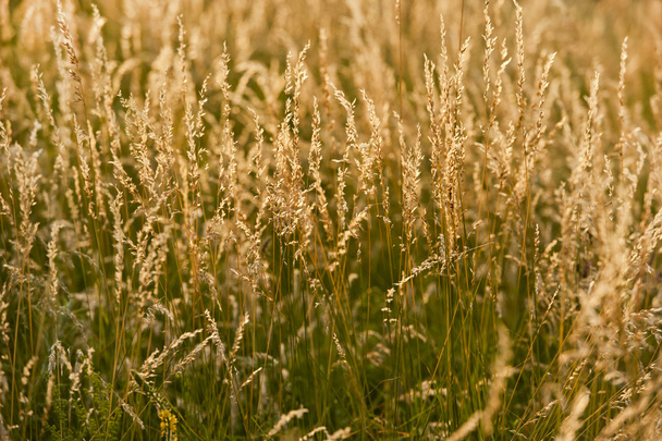 Польові трави
 - Фото, зображення