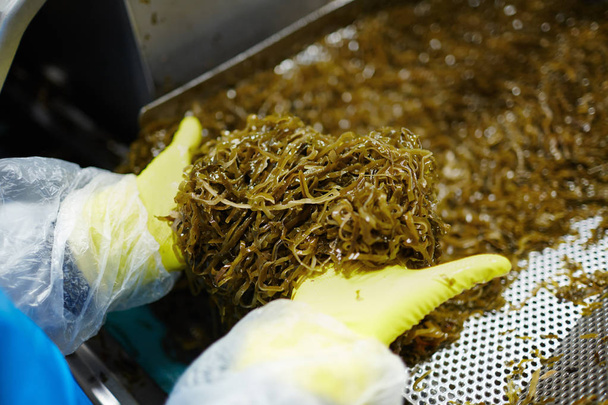 Guante manos humanas sosteniendo pila de ensalada de algas marinas listo para ser enlatado para la venta
 - Foto, imagen