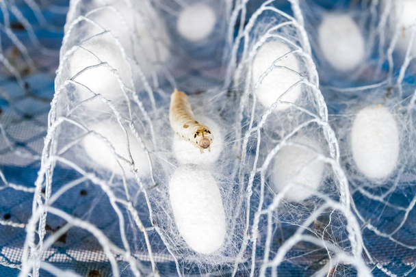 capullo de seda blanca con gusano de seda
 - Foto, imagen