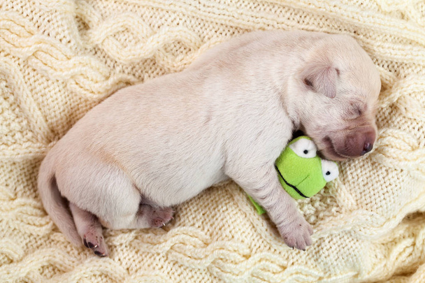 Νεογέννητο νεαρός Λαμπραντόρ κουτάβι σκυλί στον ύπνο και κρατώντας ένα μικρό παιχνίδι - ξαπλωμένη σε ένα μάλλινο πουλόβερ - Φωτογραφία, εικόνα
