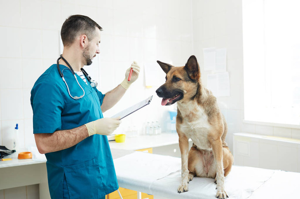 Veterinario joven en uniforme mirando frasco con análisis de sangre de perro durante la cita
 - Foto, Imagen