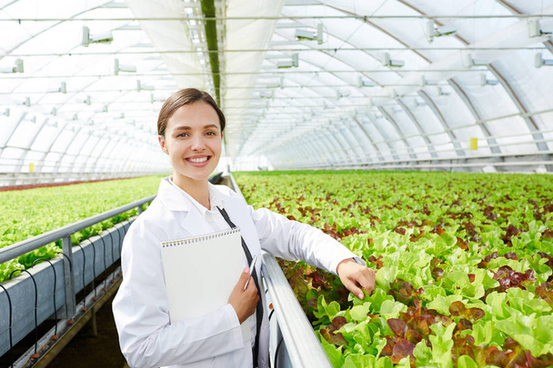 Young successful agro-engineer standing by large plantation of lettuce in glasshouse - Zdjęcie, obraz