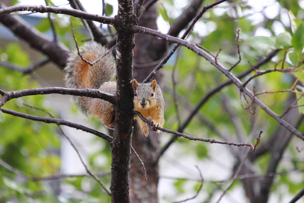 Itäinen kettu orava
 - Valokuva, kuva