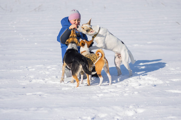 Kypsä nainen ruokkii kolme koiraa leikkiessään ulkona talvikaudella
 - Valokuva, kuva