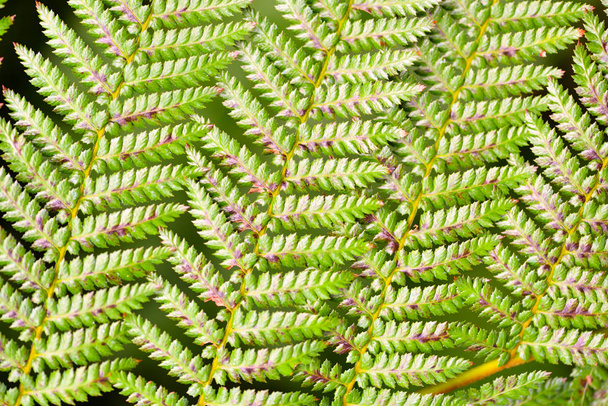 Крупным планом свежие листья папоротника. Фон растений
 - Фото, изображение