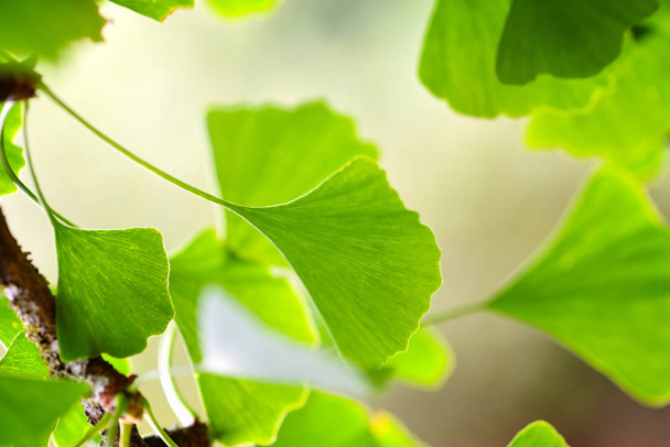 Közeli kép: zöld levelei Ginkgo Biloba a kertben - Fotó, kép