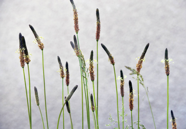 Çok yıllık çimenli çayır bitki Plantago lanceolata çiçekli - Fotoğraf, Görsel