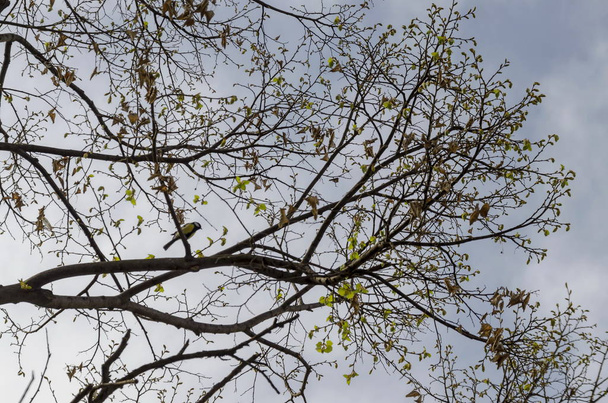Tilleul ou Tilia au printemps avec des feuilles anciennes, nouvelles et de la mésange ou Paries, Sofia, Bulgarie
     - Photo, image