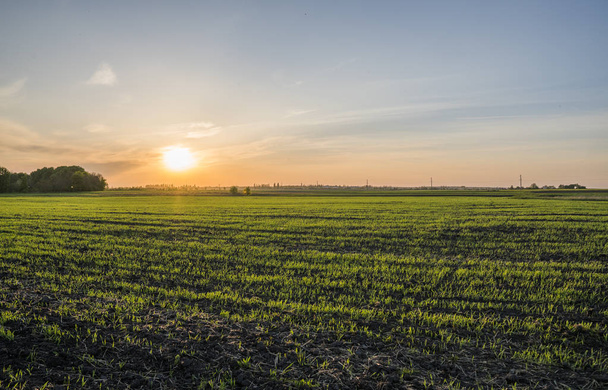 Panorama view of green sprouting rye agricultural field in spring in sunset. Sprouts of rye. - Photo, Image