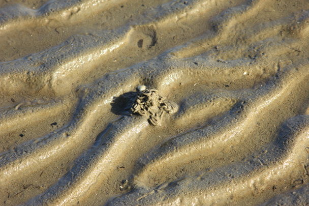 Il fango del Mare del Nord con cumuli di bachi
 - Foto, immagini