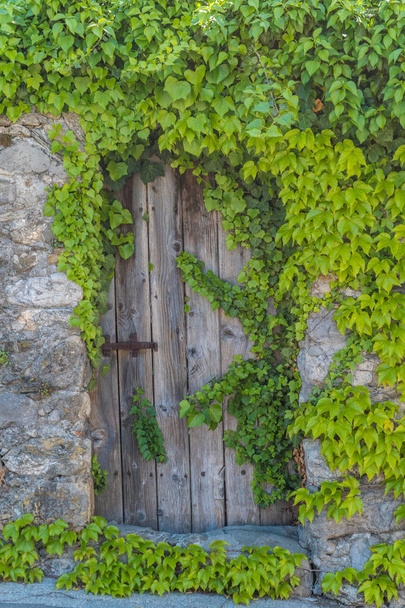 Vintage houten poort met rustieke metalen scharnieren in een oude stenen muur coverd in groene wijnstokken - Foto, afbeelding