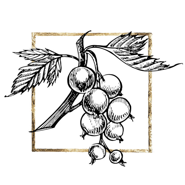 Ручной рисунок из черной смородины. Иллюстрации лесных ягод. Изолированный на белом фоне. Ретро эскиз стиль векторной иллюстрации. Золотая рама
. - Вектор,изображение