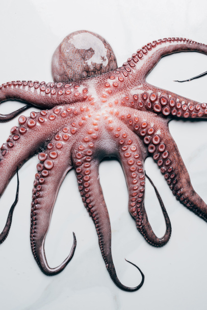 top view of big uncooked octopus on light marble surface - Valokuva, kuva