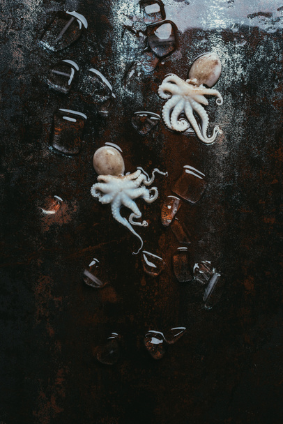 вид сверху на мелких невареных осьминогов со льдом на ржавой поверхности металла
 - Фото, изображение