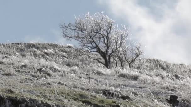 Kar içinde Avital Golan Tepeleri ile kaplı tepelerin görünümünü - Video, Çekim