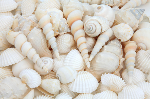 Shell Beauty - Photo, Image