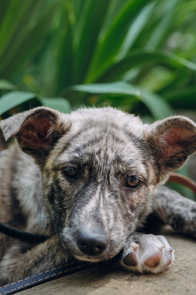 lindo perrito gris con cuello sentado en la hierba verde increíble. dulce perrito con ojos tristes, esperando al aire libre. perro sin hogar en busca de casa. concepto de adopción
. - Foto, Imagen