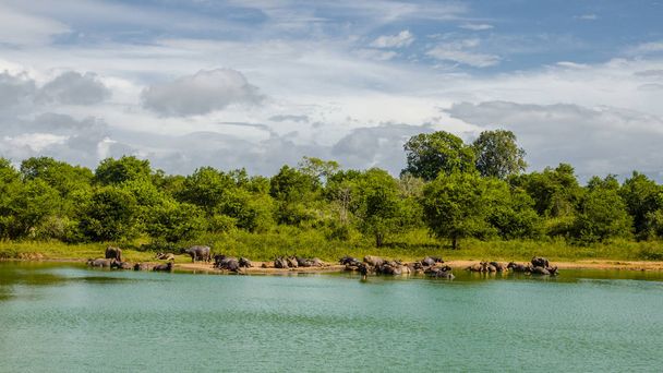 Udawalawe 国立公園 - 水牛 - 写真・画像