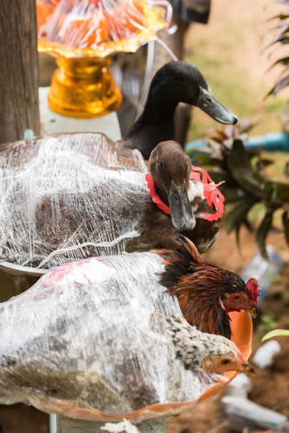 Pato e galinhas amarrados pela fita como um gif no casamento para o casal Khmer
.  - Foto, Imagem