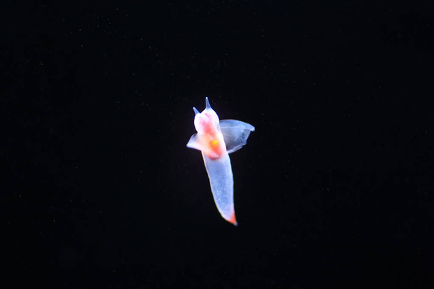 Mariposa de mar desnuda o ángel del mar o clione común (Clione antarctica) en Japón
 - Foto, Imagen
