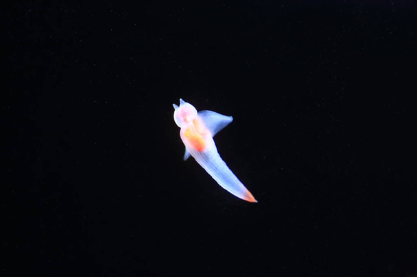 Alaston meriperhonen tai merienkeli tai tavallinen clione (Clione Antarctica) Japanissa
 - Valokuva, kuva