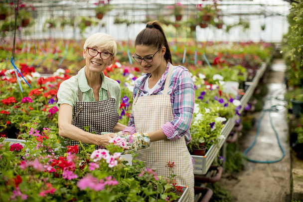 Retrato de mujeres mayores y jóvenes que trabajan juntas en el jardín de flores en un día soleado
 - Foto, imagen