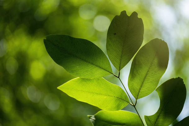 Прозрачные листья деревьев на солнечном свете летом солнечный day.Thailand
 - Фото, изображение