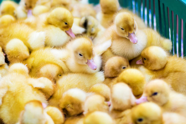Sárga kacsa eladó vásáron mezőbe. Inkubátor inasok eladó - Fotó, kép